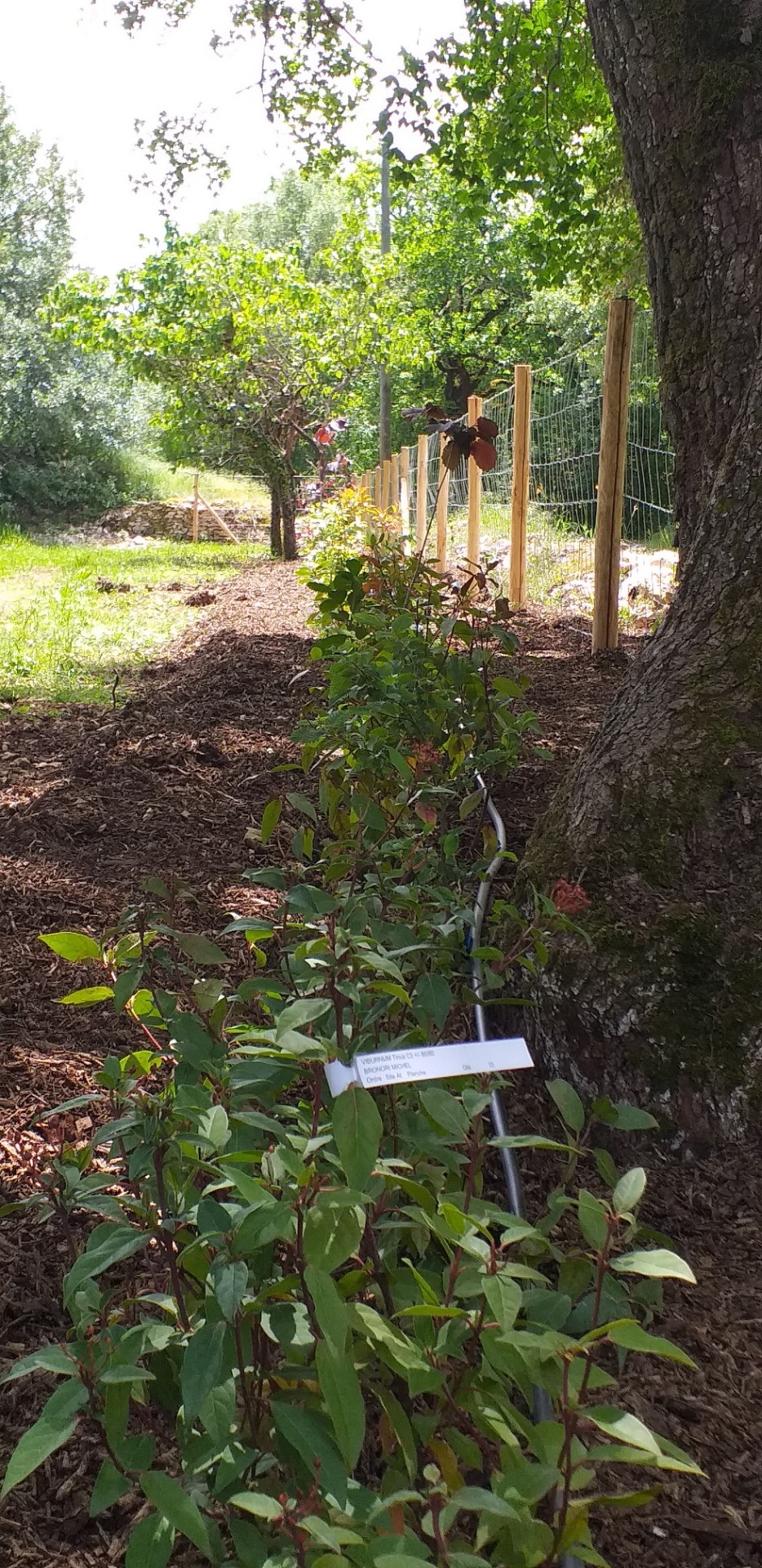 Plantation d'espaces verts